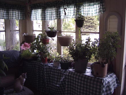 Houseplants are enjoying the sun & warmth on the porch now that the seedlings are finally planted.
