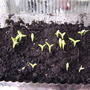 2008-05-23_teeny_tiny_dragonfruit