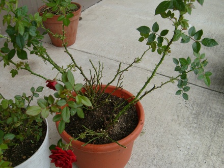 Close-up of the red rose