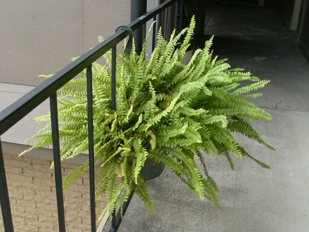 Boston fern 