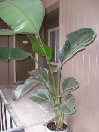 Big green plant  - a gift from my mother. 