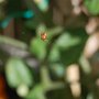 Spider on my tomatoes