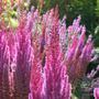 pink astilbe.jpg