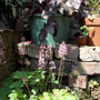 Heuchera & Heucherella 