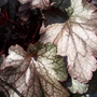 Heuchera - Amethyst Mist