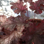 Sm_garden_heucharas_cancan_08may22_01
