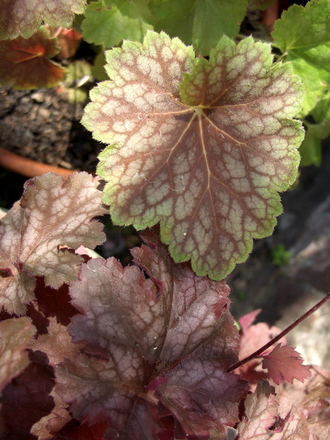 Heuchera - Dale's Strain