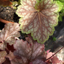 Heuchera - Dale's Strain