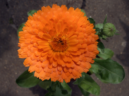 Pot Marigold (Calendula officinalis (English marigold))