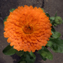 Sm_garden_potmarigold_08may22_02
