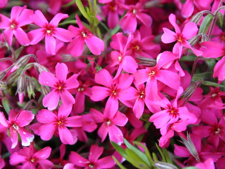 Phlox Douglasii