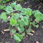 Heuchera coral bells