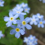 Myosotis scorpioides