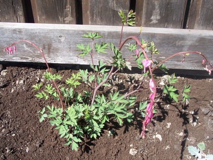 Bleeding Heart (Dicentra spectabilis (Bleeding heart))