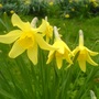 Daffodils, Cumbria