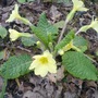 Wild Primroses, Cumbria