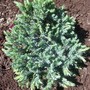 Juniper Blue Star