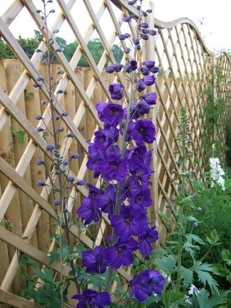 Delphinium 'Black Knight' (Delphinium 'Black Knight')