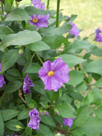Solanum rantonnetii 'Royal Robe' (Solanum rantonnetii (Royal Robe))