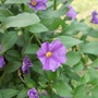 Solanum_rantonneii