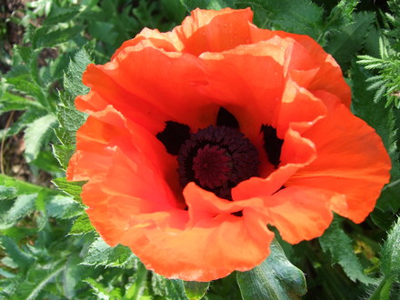 Orange Poppy (Papaver orientale (Oriental poppy))