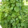 Climbing Hydrangea Blooms