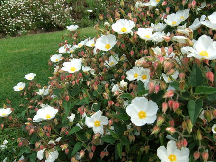White Cistus full out. (Cistus x corbariensis)