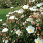 Cistus x corbariensis