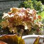 Heuchera - Caramel