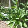Comfrey