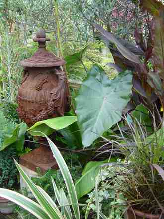 Calocasia and rusty urn.