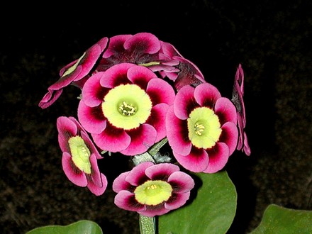 A garden flower photo