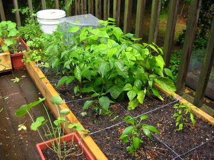 patio garden 1