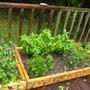 patio garden2