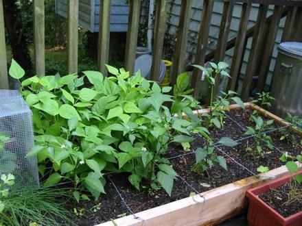 patio garden4