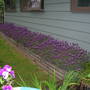 Spanish Lavender `Ottò Quast``