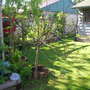 Fig Tree in front of Rasp. Canes