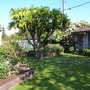 Laburnum ( Note Waspinator Hanging in Tree )