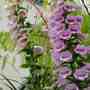 Garden_june_2006_022