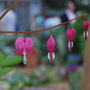 Flowers at chelsea - Dicentra spectabilis (Dicentra spectabilis)