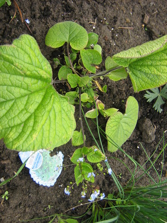 one of my latest acquisitions..Brunnera (Brunnera macrophylla)