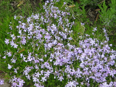 Rock Cress - Phlox subulata... (phlox subulata)