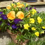 Garden__25th_may_2008_003