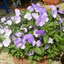 another full flowering pot