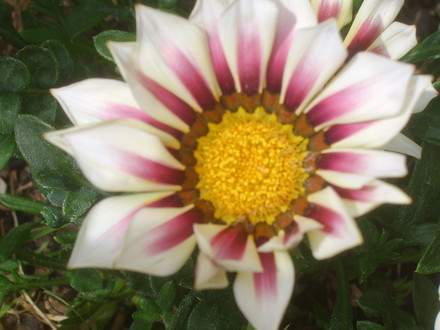 Gazania