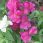 28th_april_08_076