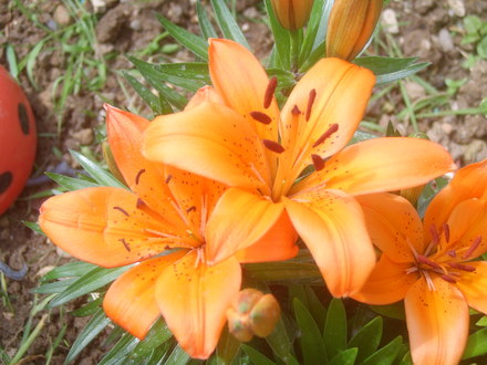 Lillies