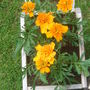 Wheelbarrow