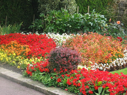 A garden flower photo