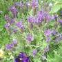 Lavender and Pansies